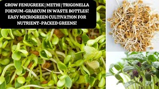 Grow Fenugreek Microgreen  Methi  Trigonella foenum graecum in Waste Bottles [upl. by Llehcor]