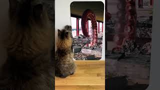 Cat reaction to😱🕷️😲octopus destruction [upl. by Aiyn]