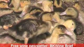 A duck farm in the Perigord in southwestern France [upl. by Elockcin]