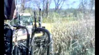 8010 Case IH Combine Harvesting Corn [upl. by Eliath]