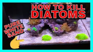 How To Kill Diatoms  Reef Tank Diatoms  Diatoms Update [upl. by Avelin365]