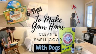 GETTING RID OF DOG ODOR  6 WAYS TO MAKE YOUR HOUSE CLEAN AND SMELL GOOD WITH DOGS  CLEAN WITH ME [upl. by Gambell]