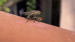 Housefly Mating [upl. by Jana]