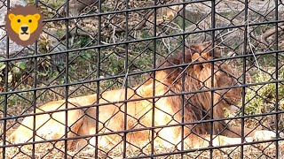 एशियाई शेर की दहाड़  Asiatic Lion Roar In Zoo 🦁 [upl. by Teplitz498]