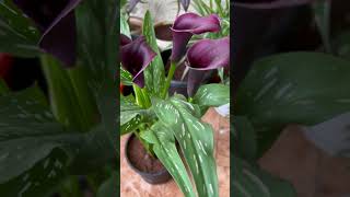 Calla lily flowers 😍trending plants beautiful love viralvideo flowers [upl. by Dnalyag177]