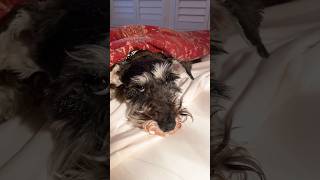 Giant BED BUG in my bed🐜 funnydog minischnauzer bedbug [upl. by Pansie326]