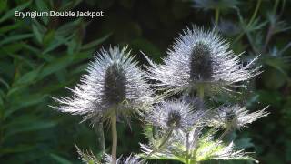 Eryngium  Rene van Gaalen [upl. by Kramlich]