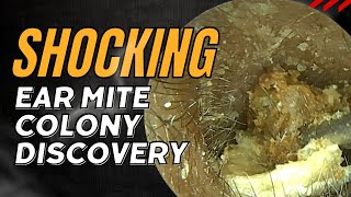 Shocking Ear Mite Colony Discovery 😮 [upl. by Eanel824]