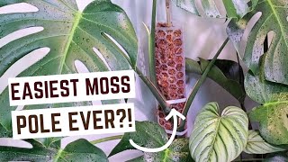 finally gave my monstera a moss pole  slowly changing my mind about sphagnum [upl. by Vadim]