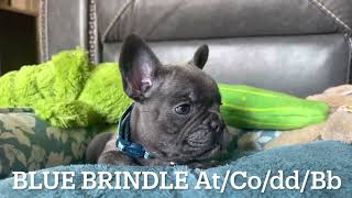 Blue brindle French Bulldog puppy [upl. by Mays]