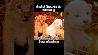 नन्हे शेर के बच्चे खेल रहे थे लेकिन 😱  short movie lion part01 [upl. by Arrol47]