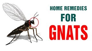 Best Ways to Instantly Get Rid of Gnats amp Flies at Home [upl. by Xeno]