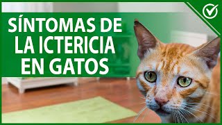 🐱 Ictericia en Gatos ¿Qué es  Síntomas Causas y Tratamiento 🐱 [upl. by Cimah]