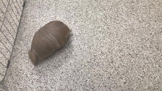 Rollie the Armadillo [upl. by Leafar]