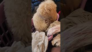 Nala way of helping out shorts shortfeed f1bgoldendoodle [upl. by Cozza952]