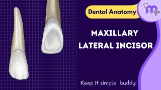 Maxillary Lateral Incisor Anatomy Explained [upl. by Otipaga]