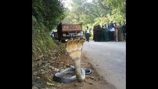 THREEHEADED SNAKE IN INDIA [upl. by Katusha]