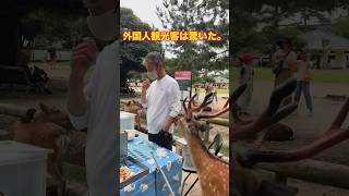 奈良の鹿がせんべいを差し出す光景に観光客が驚愕  nara deer  海外の反応  舞妓  奈良公園 鹿 外国人 deerpark japan [upl. by Lander]