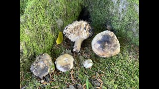 Identifying the Blackening Russula Russula nigricans [upl. by Elset]