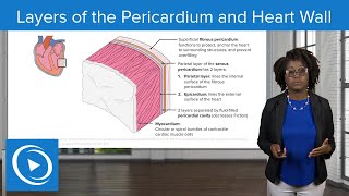 Layers of the Pericardium and Heart Wall – Physiology  Lecturio Nursing [upl. by Nahtaneoj694]