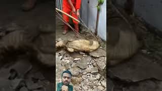 gaddeh se nikla crocodile 😱 viral facts animals crocodile [upl. by Milty769]