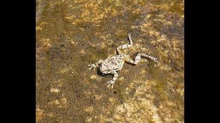 Canyon Tree Frogs Calling [upl. by Malony]