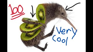 Why I love kiwi birds so heavily [upl. by Timothea635]