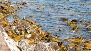 Durvillaea a large roughwater kelp in Tasmania [upl. by Catharina567]