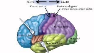 Chapter 14 Somatosensory Pathway [upl. by Euqinimod]