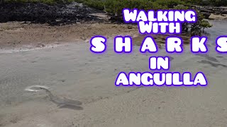 Walking Amongst Sharks in Anguilla Iamstephon [upl. by Asylla]