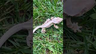 Best Crested Gecko Terrarium Ultimate Guide To Building A Bioactive Enclosure [upl. by Nita]