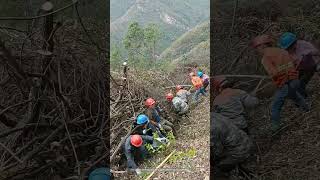 Process Of Removing Dry Firewood To Set Up A Fire  Break In The Mountain Forest [upl. by Bryce]