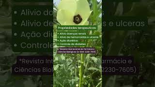 Você sabia que o quiabo é uma planta medicinal [upl. by Bringhurst]