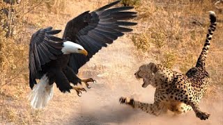 The Most Amazing Eagle Attacks Ever Caught on Camera [upl. by Kaia]