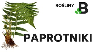 PAPROTNIKI  ROŚLINY  KOREPETYCJE z BIOLOGII  286 [upl. by Yekim]