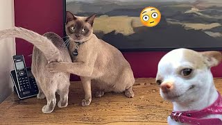 Funniest Cats And Dogs Videos 😁  Best Funny Animal Videos 2024 🥰9 [upl. by Abbub232]