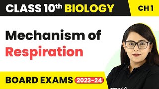 Type of Respiration  Life Process  Class 10 CBSE Biology Chapter 6 [upl. by Colette]