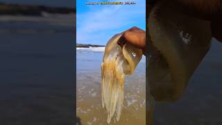 Rescue mission saving a standard jellyfish life jellyfish fishing localboy abhifishinglife [upl. by Herries]