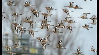 Episode 58 Where bar headed geese and black tailed godwits visit in the winter [upl. by Morven]