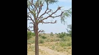 Prosopis Cineraria plants nature [upl. by O'Brien586]