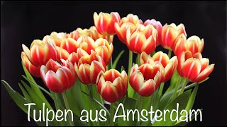 Tulpen aus Amsterdam [upl. by Yhcir]