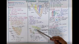 Femoral Triangle [upl. by Ethe]