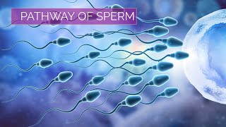 Understanding Epididymoorchitis [upl. by Silletram]