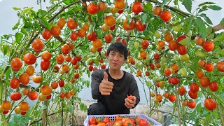 Wish I knew this method of growing tomatoes sooner Many large and succulent fruits [upl. by Nillok835]