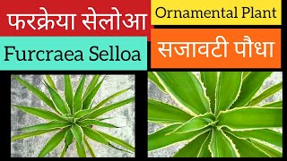 156 How to Grow Care amp Repot Furcraea Selloa Plant Green Furcaria  फरक्रेया सेलोआ हरा फरकेरिया [upl. by Drawe]