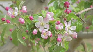 Apple Blossoms in Wenatchee [upl. by Sutton]