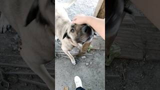 Kangal sevme çabam🐕🐶Bir tık heyecanlandı da😊😄 [upl. by Nallek834]