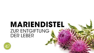 Mariendistel zur Entgiftung der Leber [upl. by Lust766]