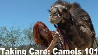 Camel Training 101 How to care for a pet camel [upl. by Wojcik]