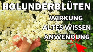 Holunderblüten Wirkung 🌞 Heilmittel aus der Natur 💚 [upl. by Lesirg776]